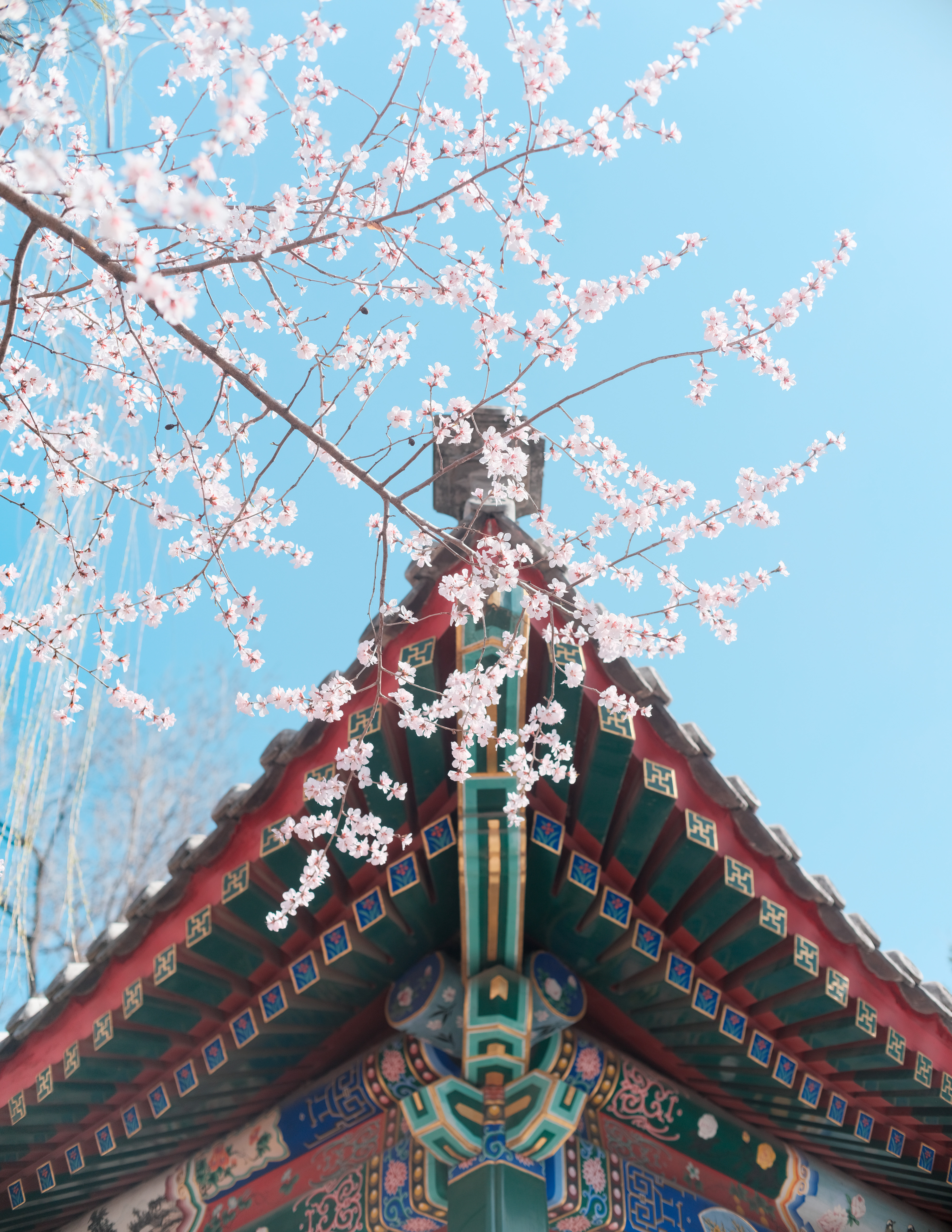 20250414-春日美景-学生记者-7.png